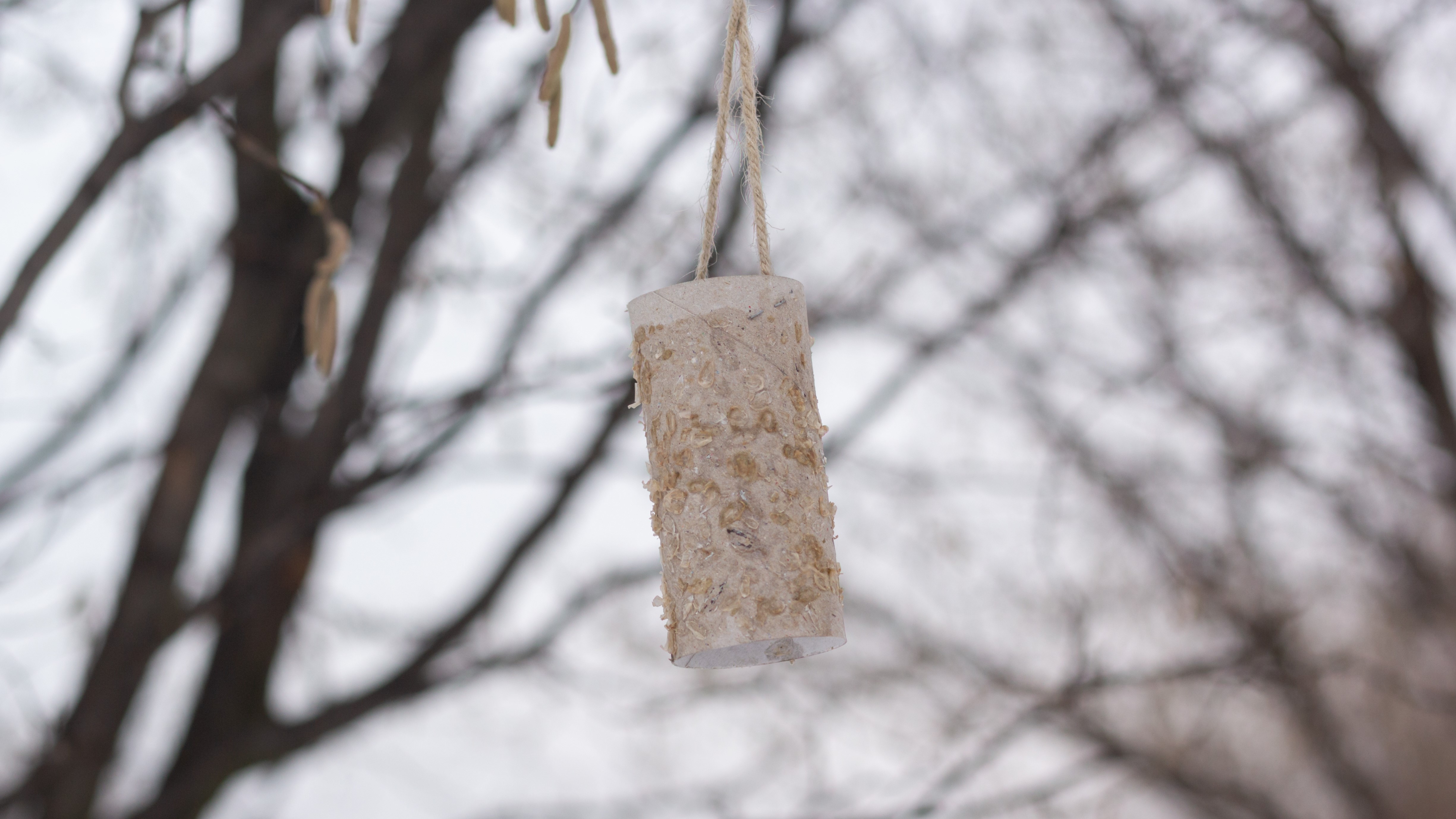 Toilet paper roll bird feeder